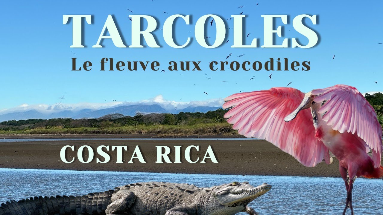 COSTA RICA | TARCOLES - le fleuve le plus dangereux, royaume des CROCODILES