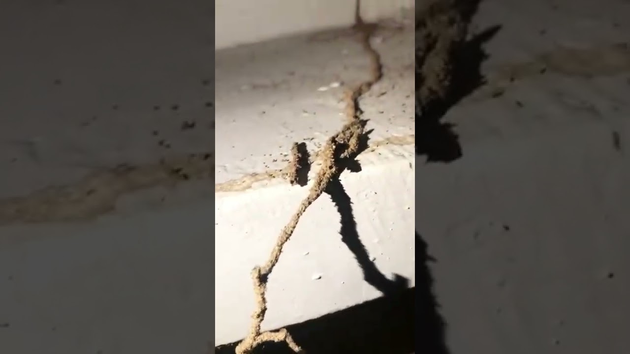 दीमक को रोकाने का तारिका | दीमक का इलाज #termite #pestcontrol #ants