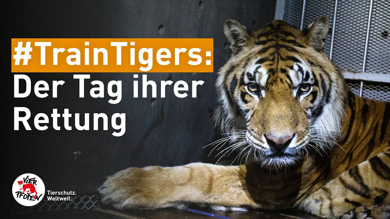#TrainTigers Teil 2: Retten | VIER PFOTEN