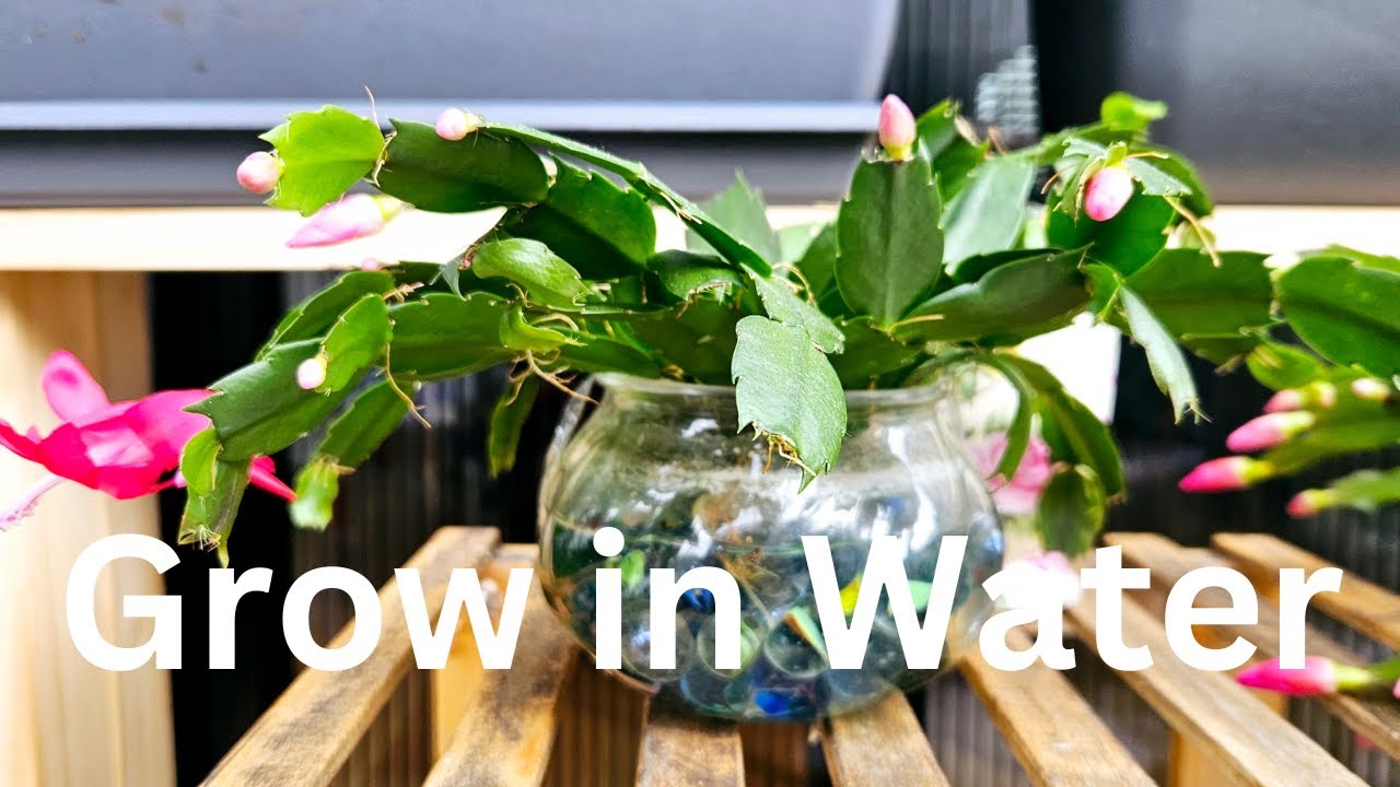 How to Grow Christmas Cactus in Water: Tips on Holiday Cactus/Thanksgiving Cactus/Zygocactus