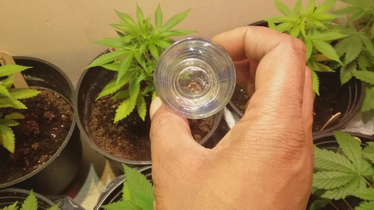 Indoor Cannabis Garden: (settings up the veg closet)