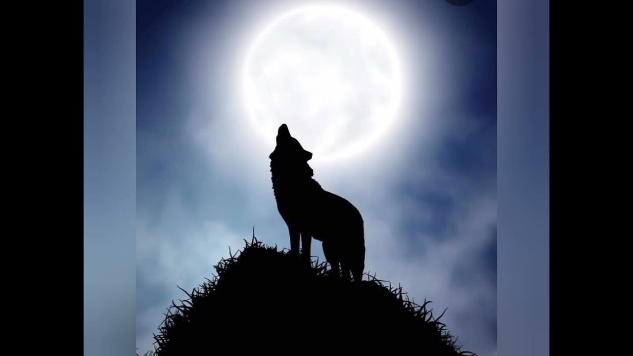 DANZA CON LOBOS   LOS LOBOS DEL PERU