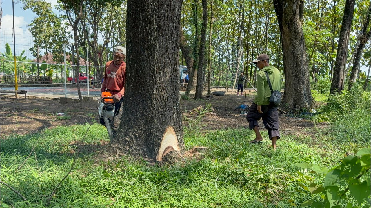 Fast skill cutting tree with strongest chainsaw ‼️