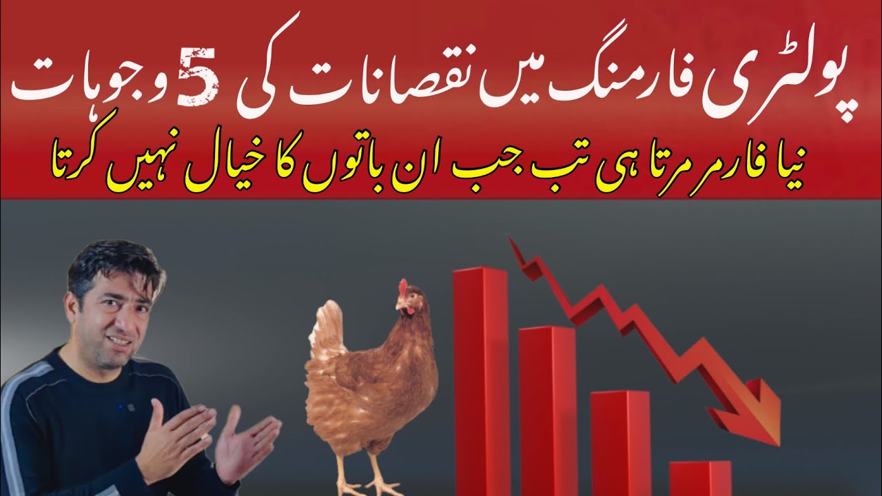 Why New Poultry Farmers Face Losses| 5 Biggest Mistakes Explained