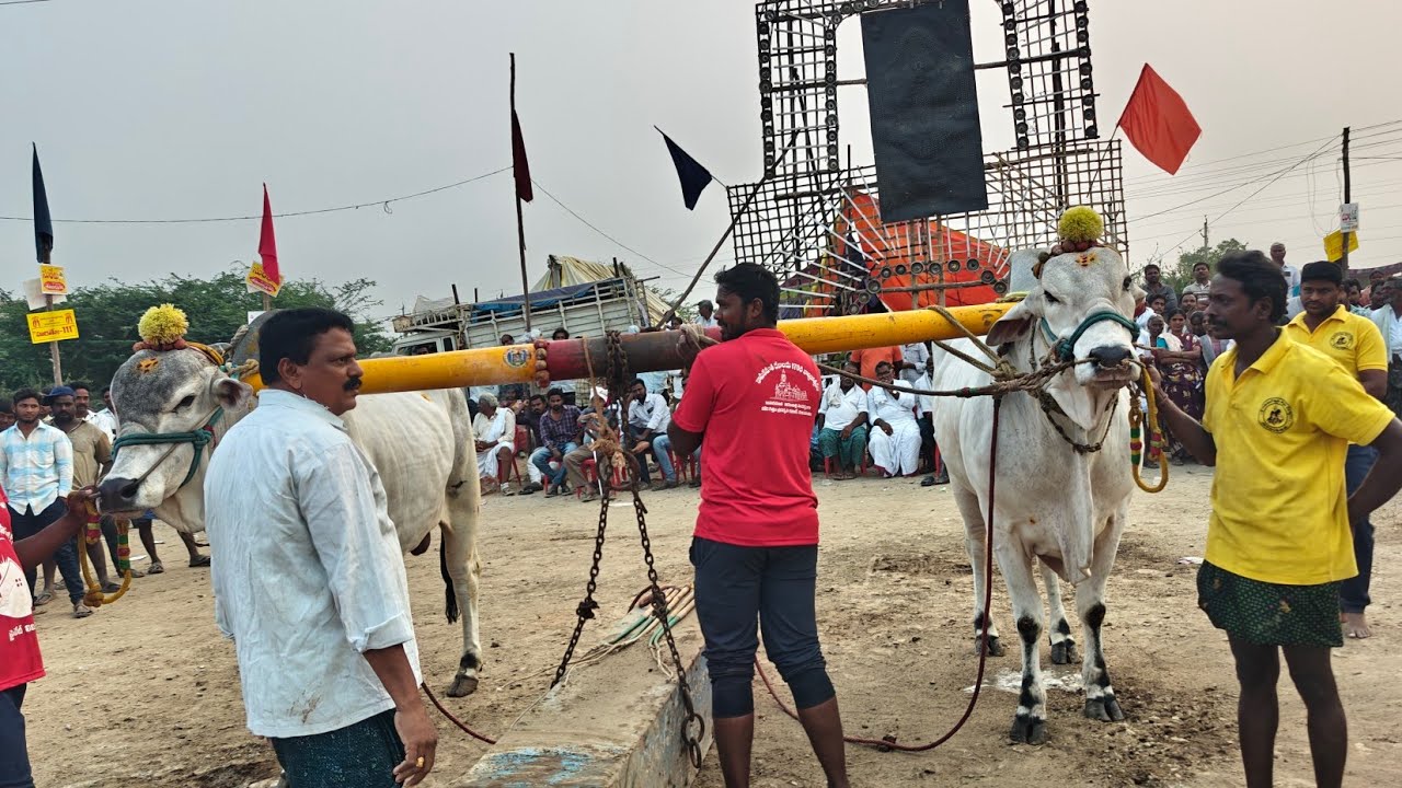 మొర్జంపాడు 6పళ్ళు |7జత అనంతనేని శ్రీ కావ్యా శ్రీ మధు గారు  యనమలకుదురు కృష్ణ జిల్లా
