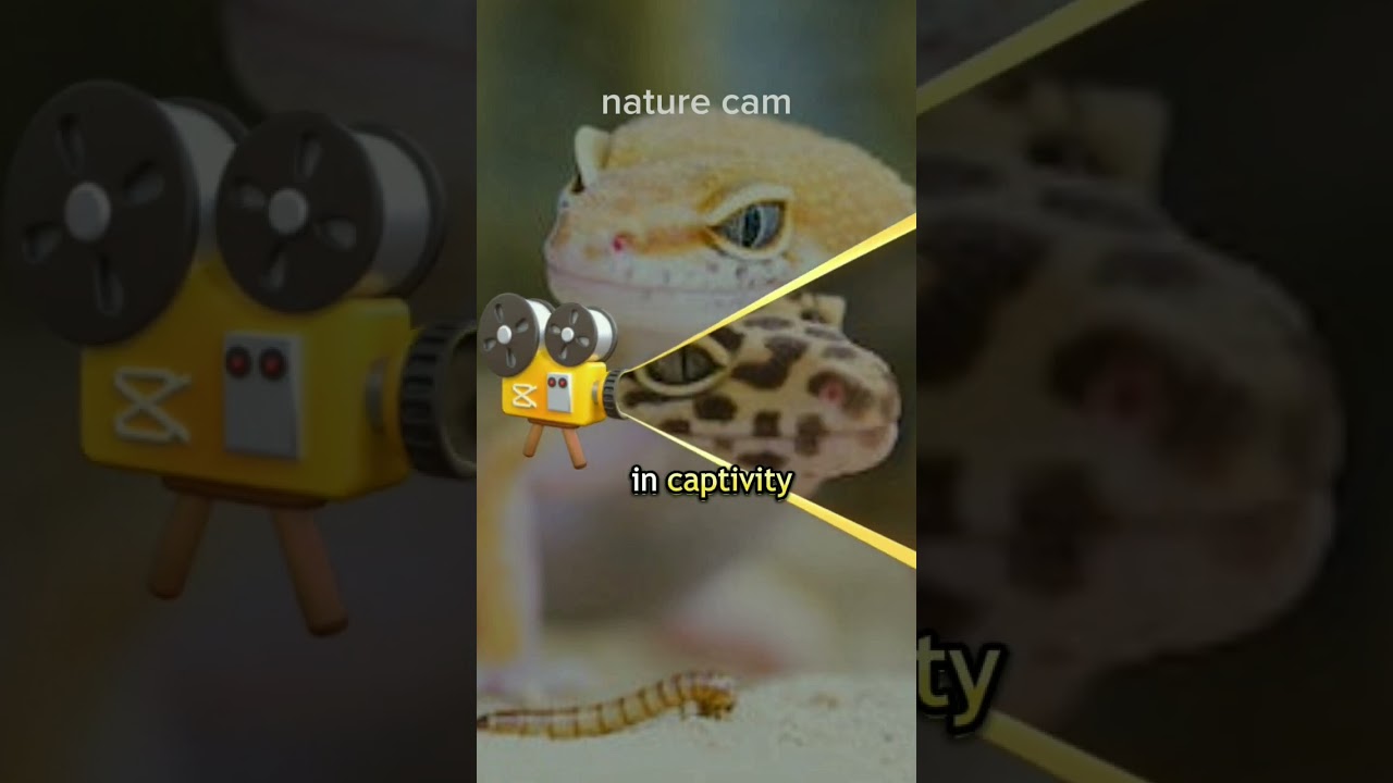 leopard gecko is a type of lizard that is often kept