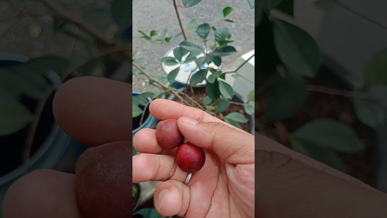 panen buah jambu brazil #jambu #jambubiji #tanaman #pohonjambu