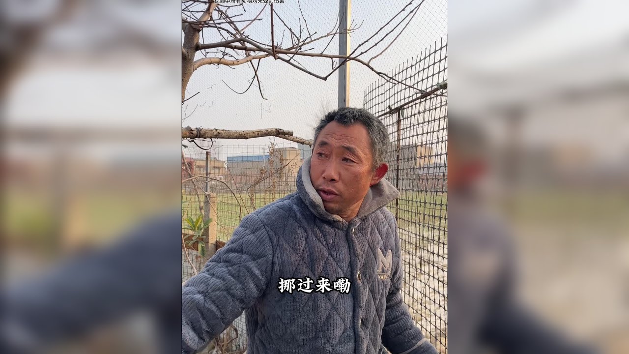 城市里很难见到这样的场景了：自家养的鸡，自家种的菜。我在守护这份淳朴。