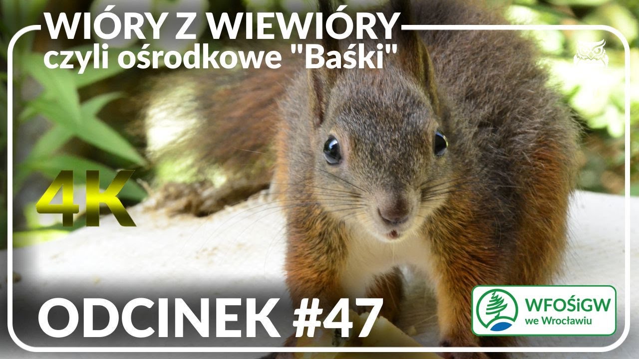 odcinek #47 - Wiórki z wiewiórki 🐿️