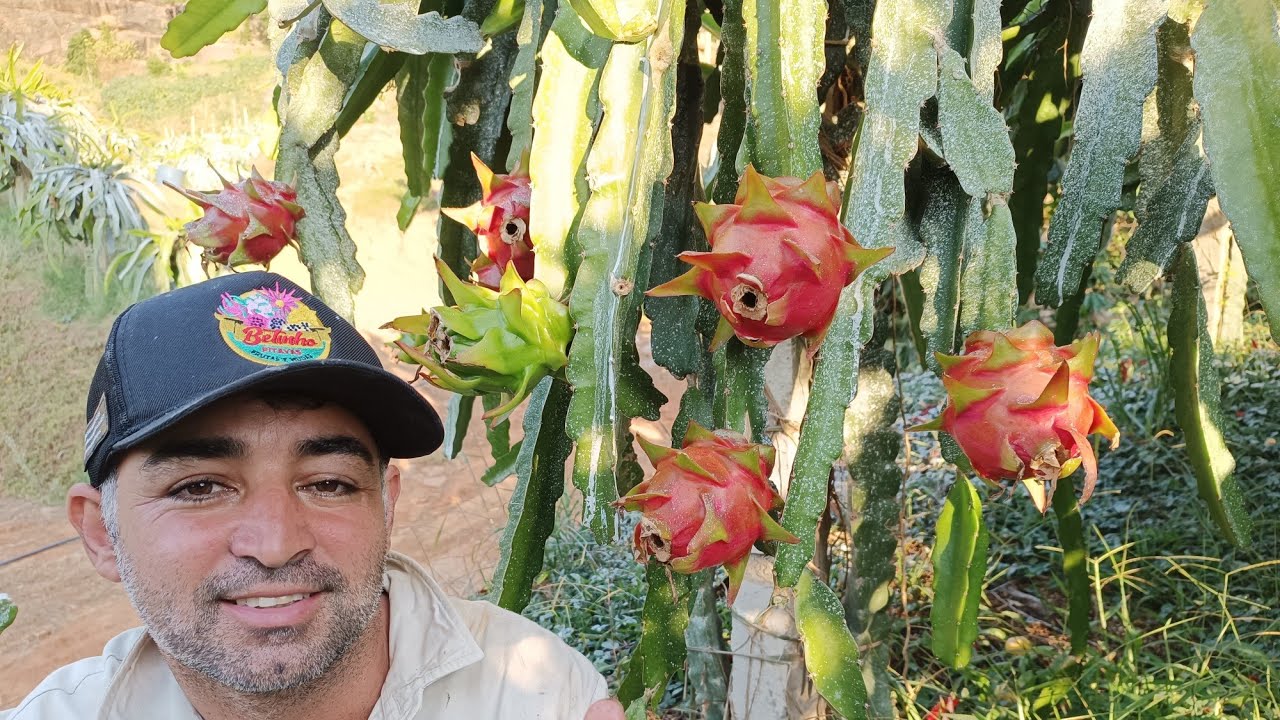 Pitaya Tesoro variedade muito produtiva!
