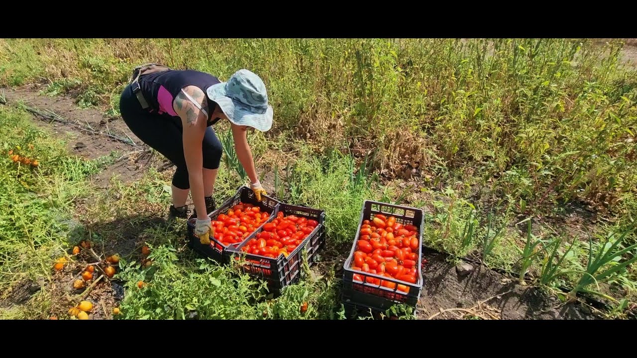 La coltivazione del pomodoro San Marzano da sugo
