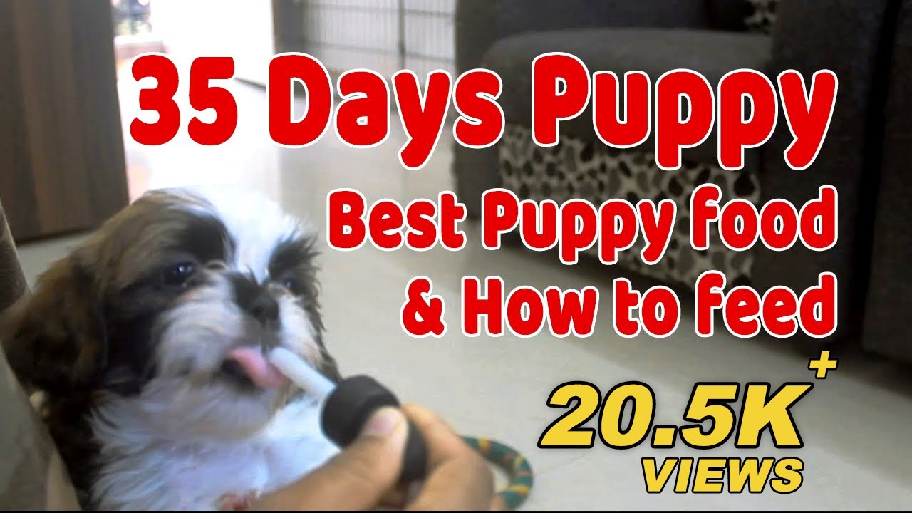 35 days old puppy feeding, Puppy starter food, 5 week old puppy best food #bestpuppyfood #puppy #dog