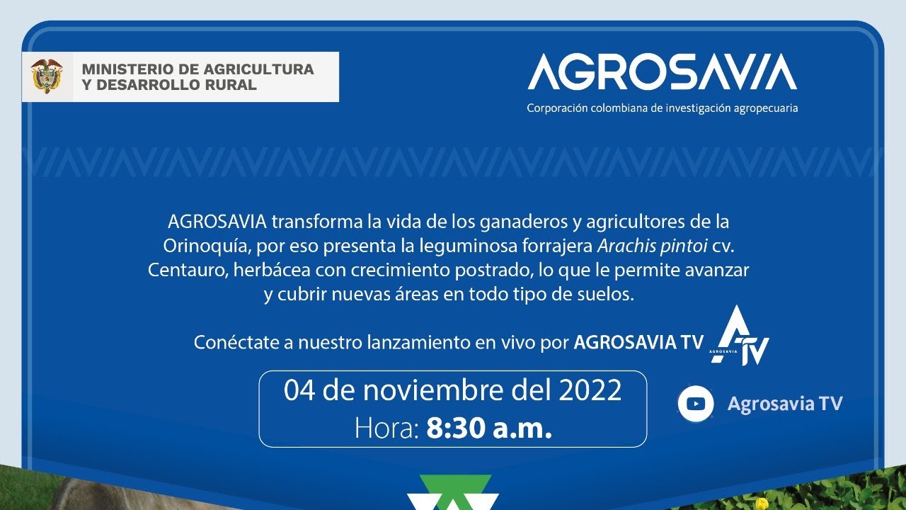Lanzamiento forrajera Arachis pintoi cv.