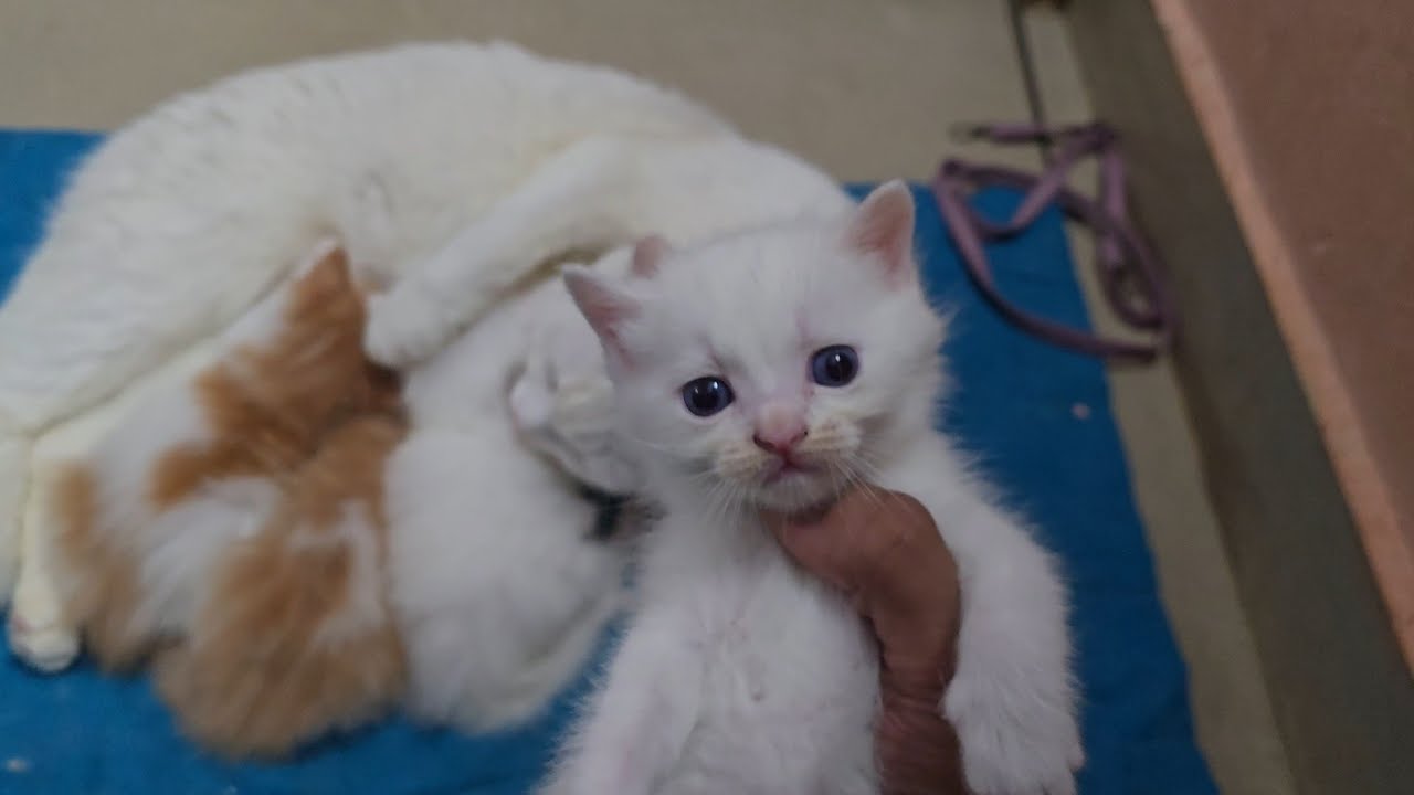 Adorable Kitten Drinking Milk From Her Mother 🥺🐾 | Cute Cat Moments #kitten #mothercat #cutekitten