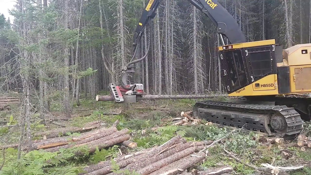 Tigercat 855D