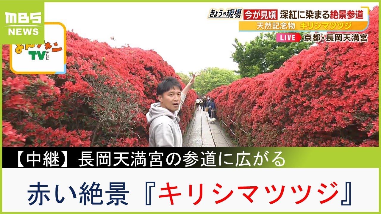 【中継】京都・長岡天満宮の赤い絶景『キリシマツツジ』眺めながらブランドタケノコを楽しむ大人の贅沢（2023年4月18日）