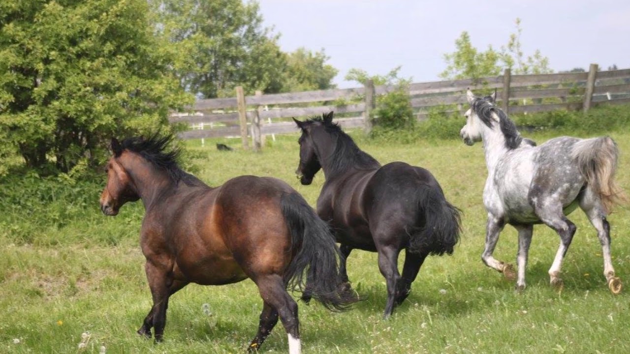 Erich Busch Das Westernreitcentrum Lippe