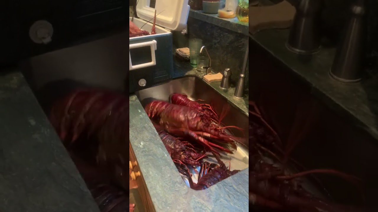 Lobster Video