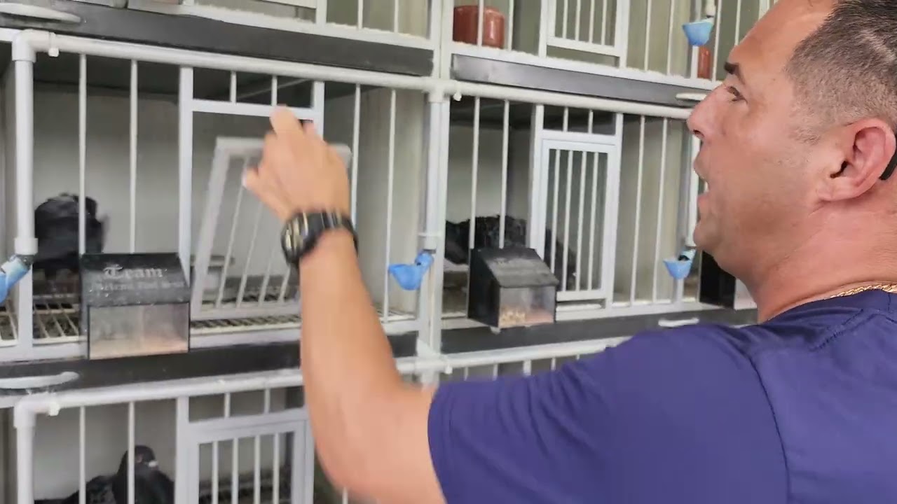 Raimir esta vendiendo las palomas