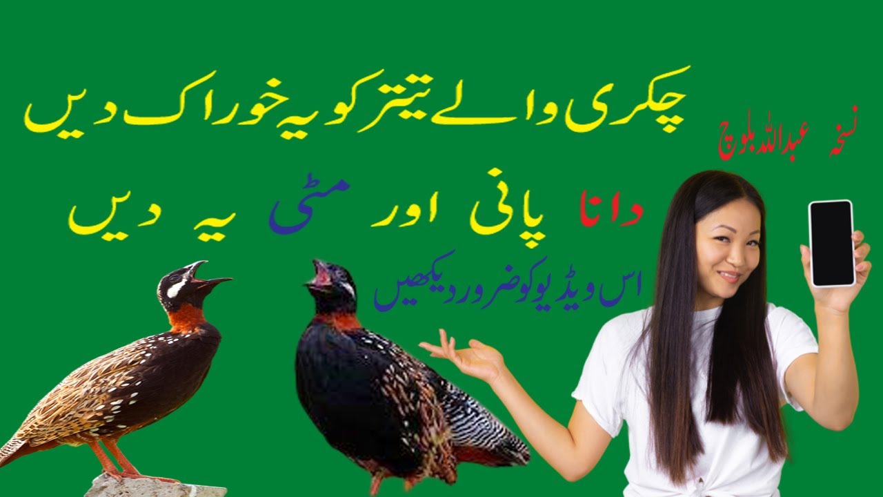 #Black teetar #Chakri wale teetar ki khorak dana pani miti teetar ki masti wali awaz teetar ki voice