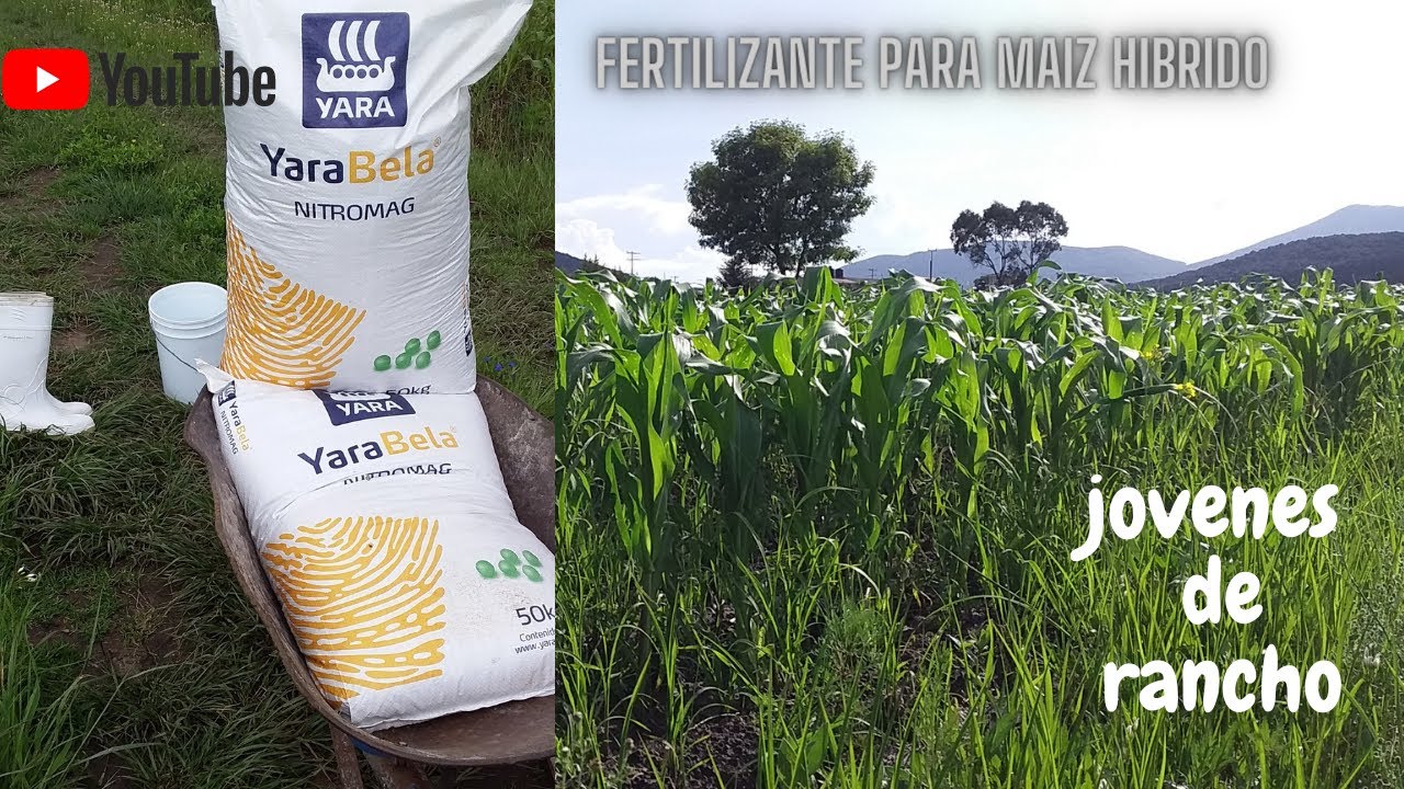 Fertilizando con Nitratos (Nitromag) nuestro maíz-campo mexicano