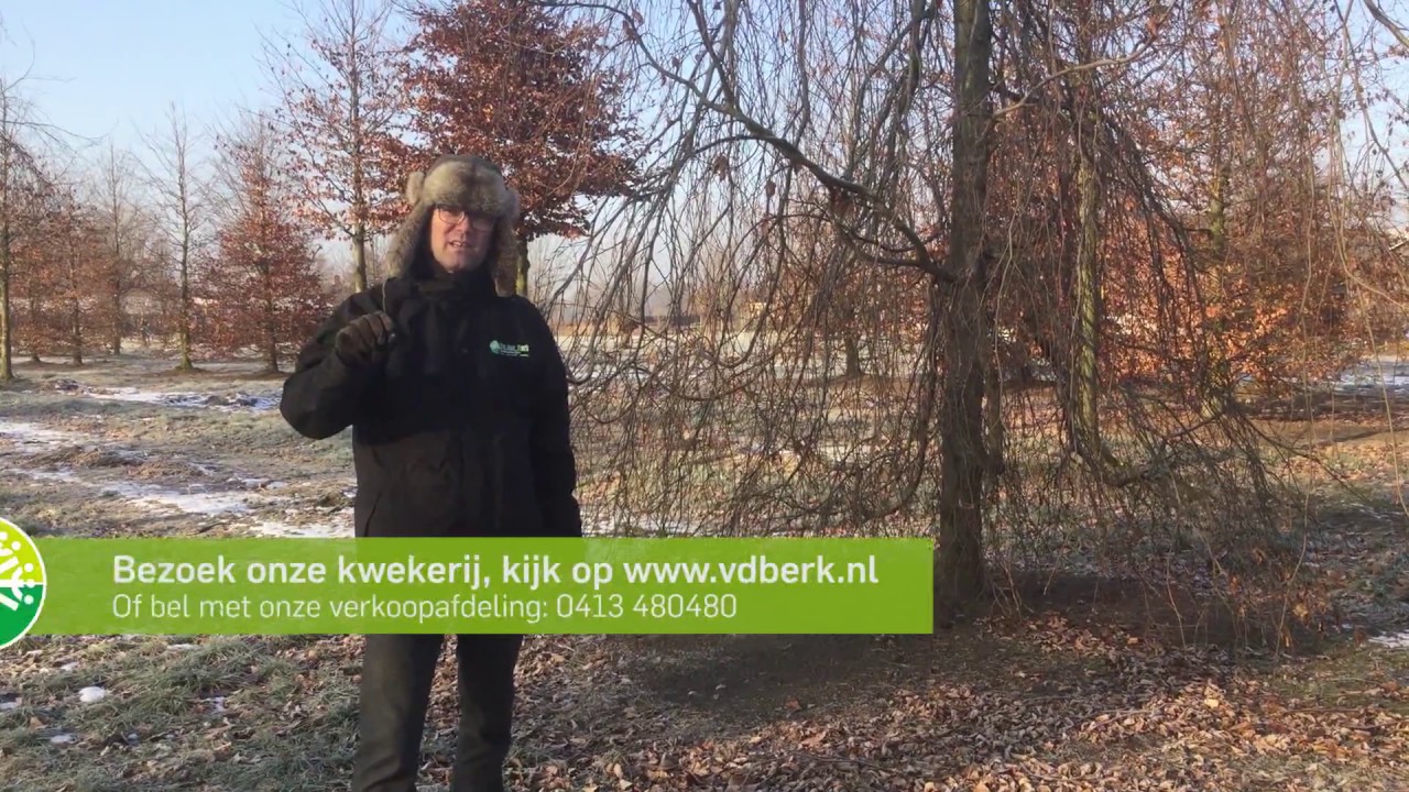 8 bomen met een spectaculair wintersilhouet  | Bomenvlog #6