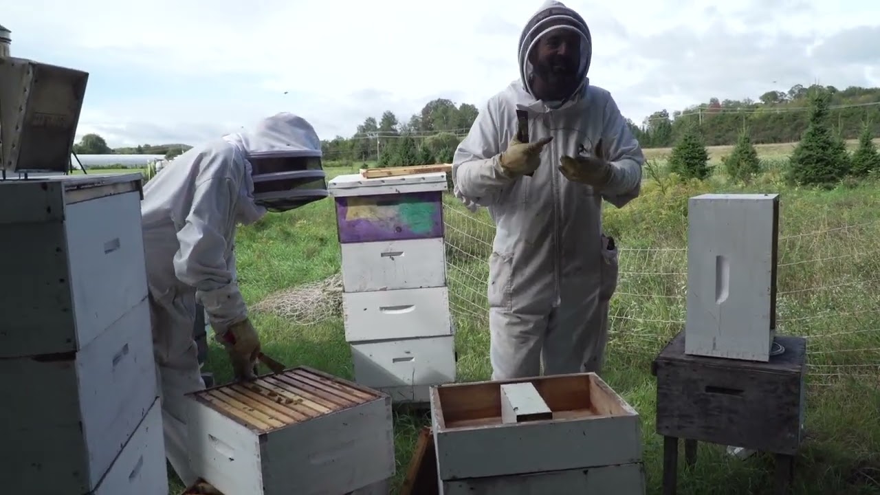 Retour à la Terre - Récolte du miel d'automne au Petit rucher du Nord