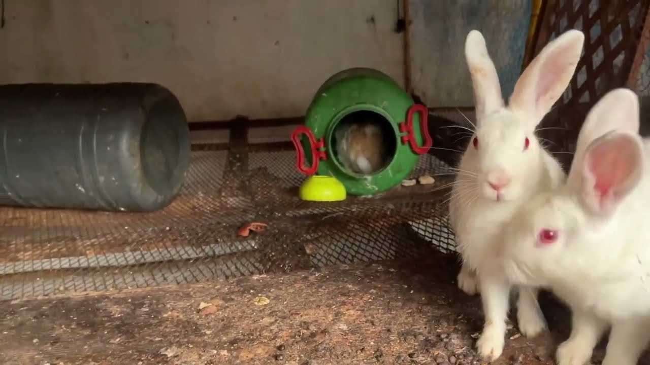 جولة في السطح مع الدجاج