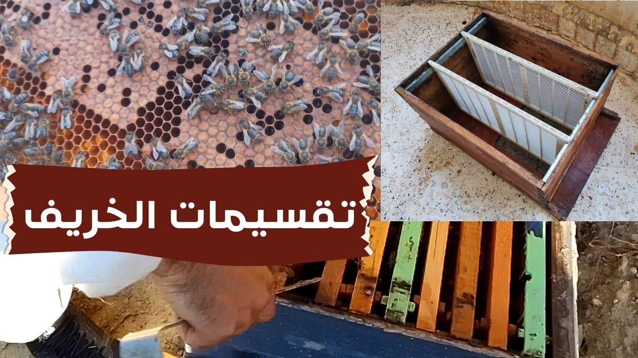 تقسيم النحل في فصل الخريف
