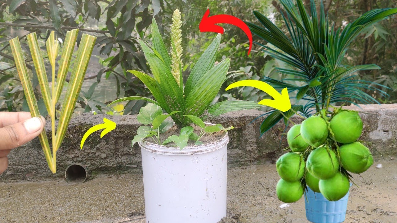 Creative method Grow coconut tree from coconut branch Trees made from coconut branches