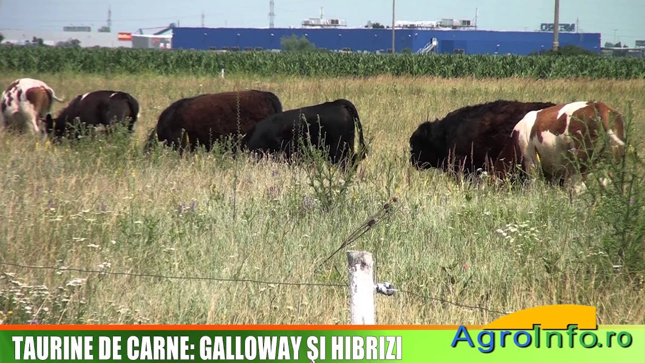 Taurine de carne: Galloway si hibrizi