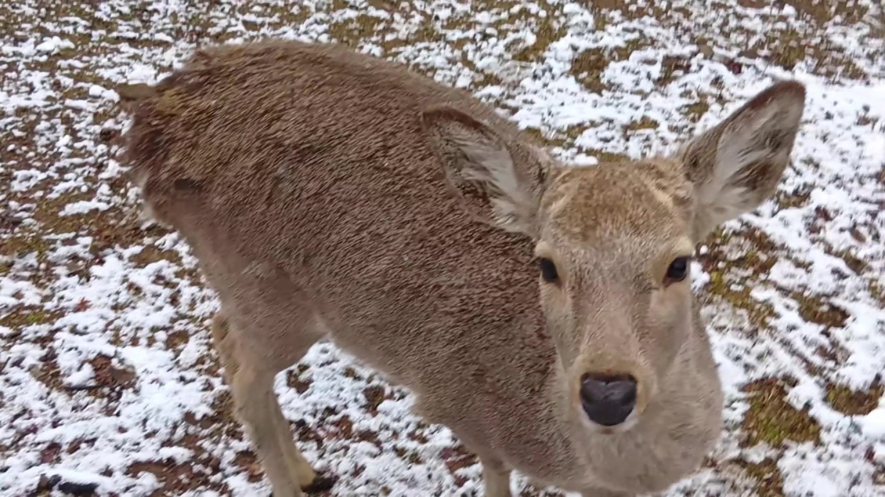 Deer of Nara Park #217 奈良公園の鹿さん
