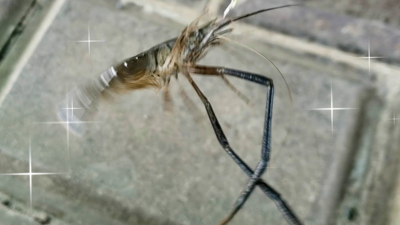 カンシャオシャーレンにしたら美味すぎて飛び跳ねた【手長エビ釣り】