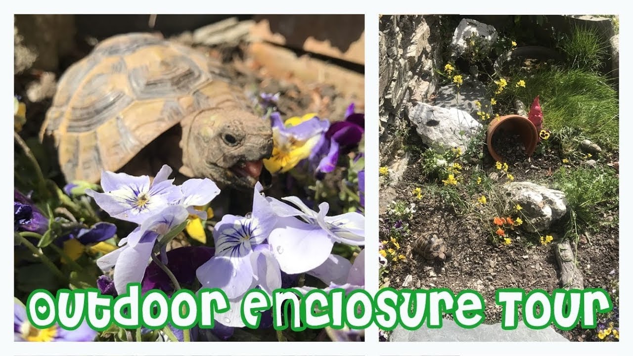 Outdoor Tortoise Enclosure Tour | Hermann Tortoise