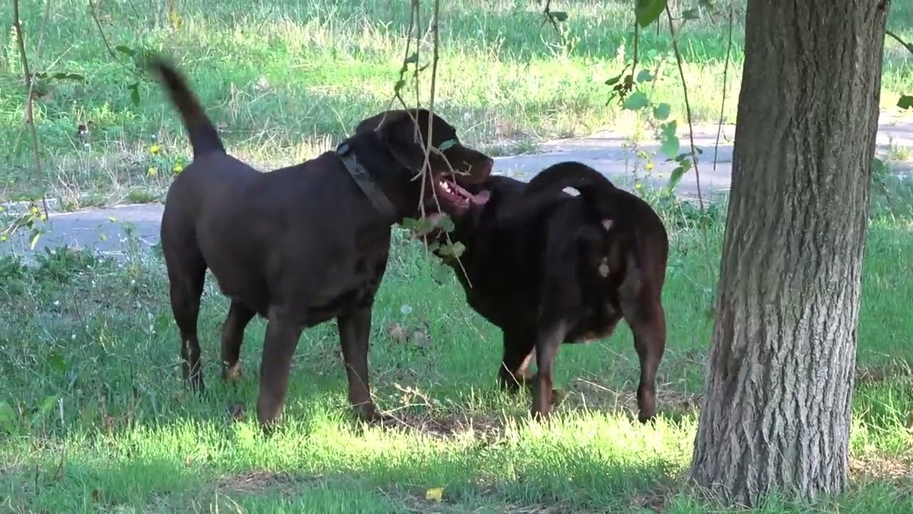Игры собак.🐕🐕 Шоколадные лабрадоры Умбер и Джесси. Одесса.