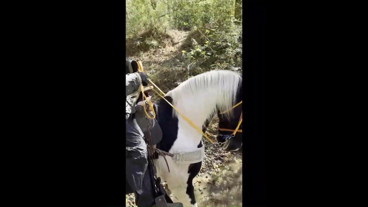 Spotted saddle gelding show or trail[SOLD]