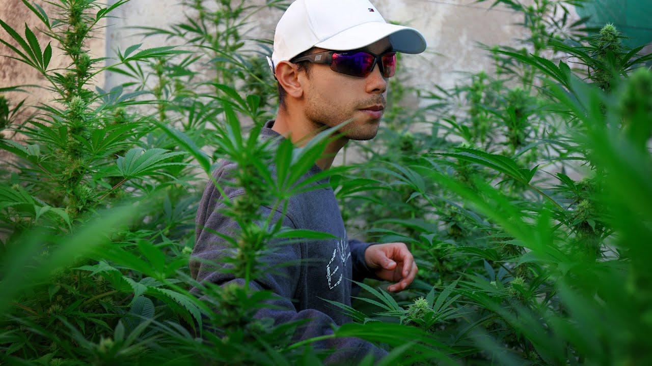 &iquest;Es Legal Cultivar en Chile? | Abogado Explica LEY 20.000