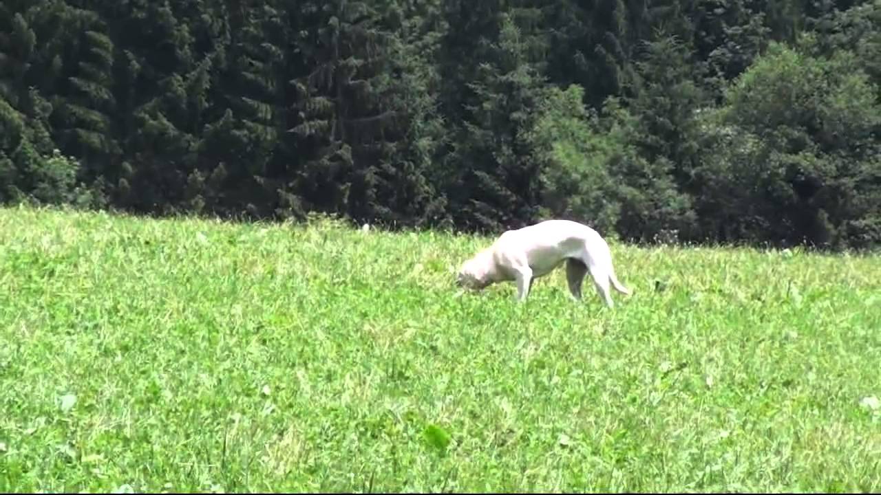 Ghina: Federwildapport mit Schuss: sehr zerfleddertes Wild!