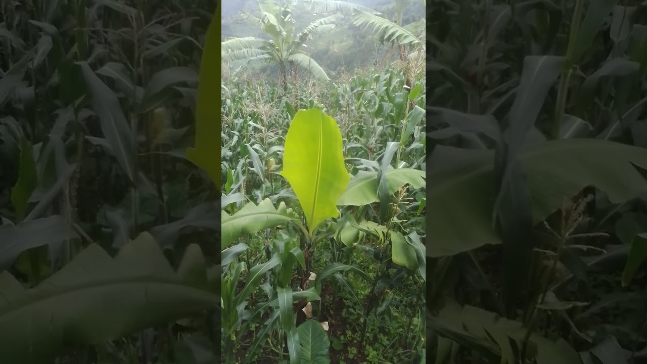 igaguhinga ibigori