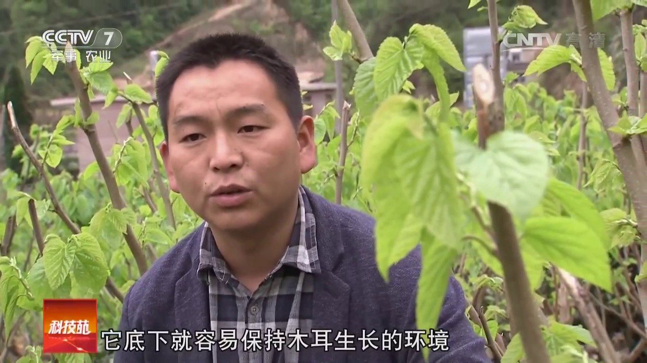 20161130 科技苑  废弃桑枝种木耳