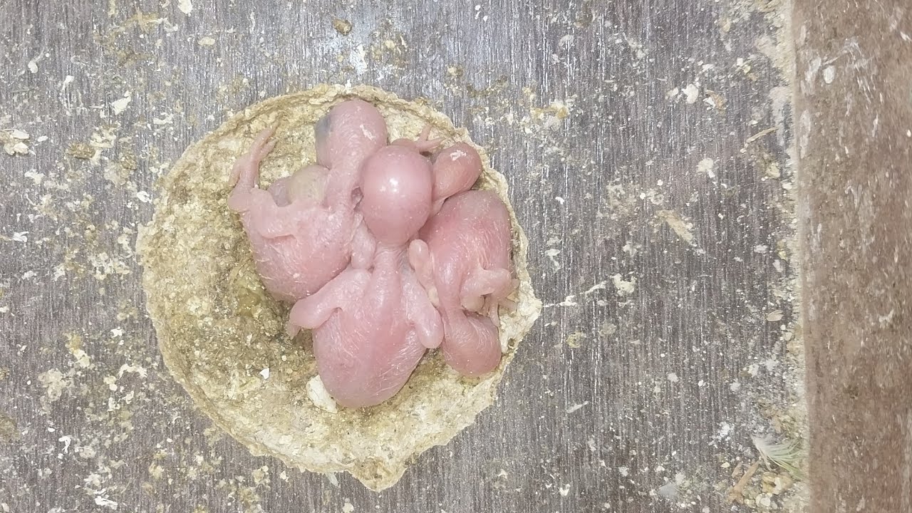 World of Budgie Son Baby 👶 💙 ❤️ 😍 💕 ♥️ 👶 💙 ❤️ 😍 💕