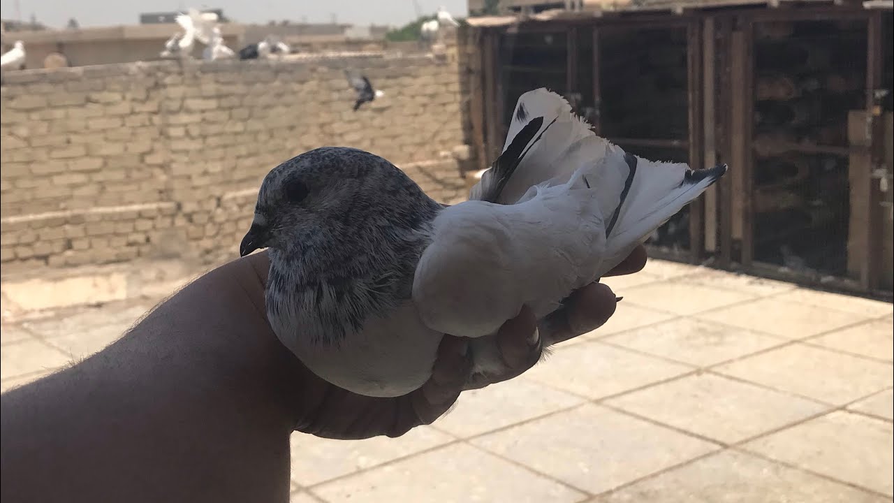 صيد اليوم ✌️مشاهدة مطيار الحمر 👍اليوم راح اشيل البيض الصناعي 👉مشاهده ممتعه 😎
