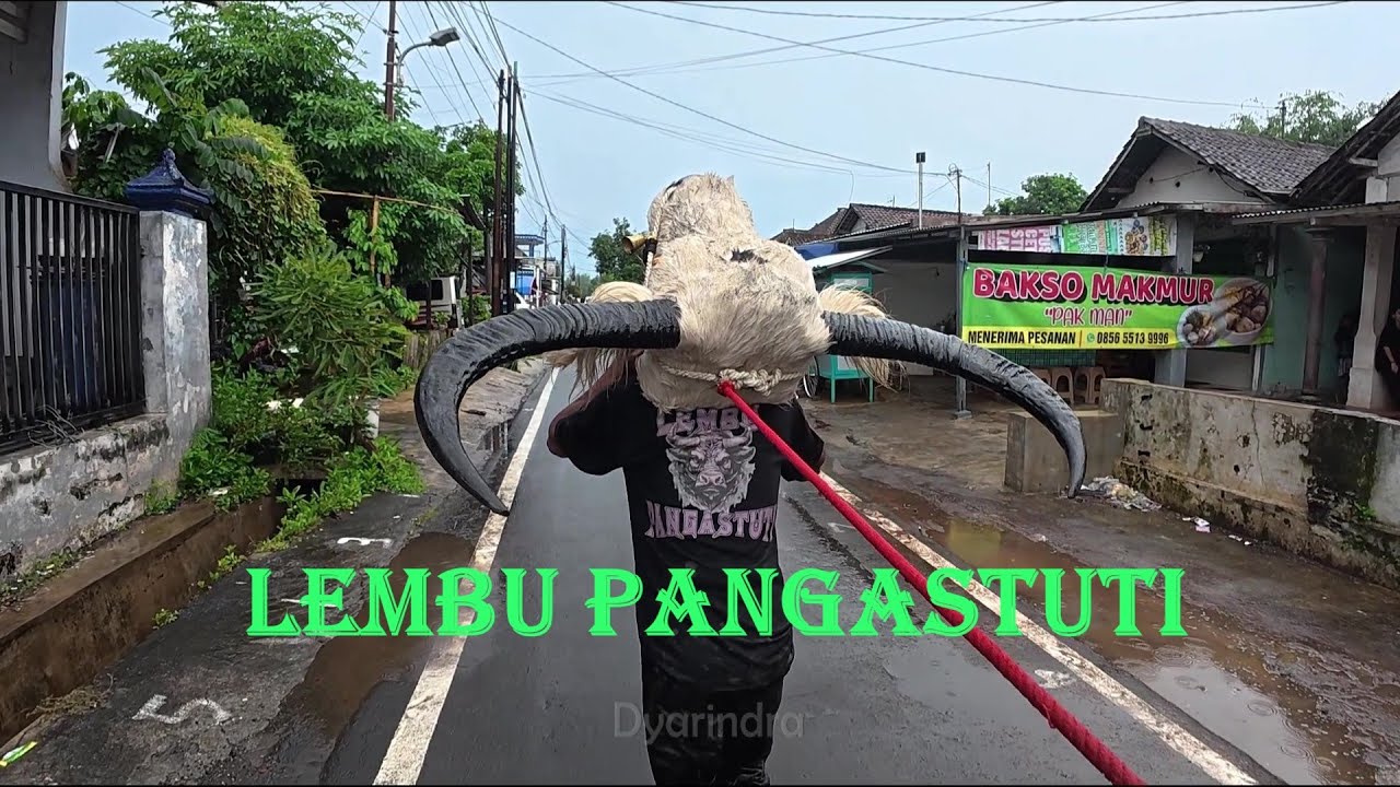 Mberot bareng bantengan Lembu Pangastuti full kalapan