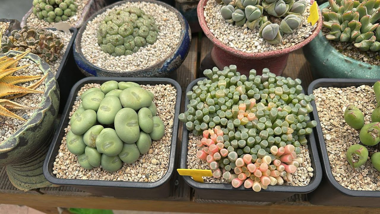 Korea pics farm tour for cactus, Conophytum  & succulent lover 🌵❤️😊