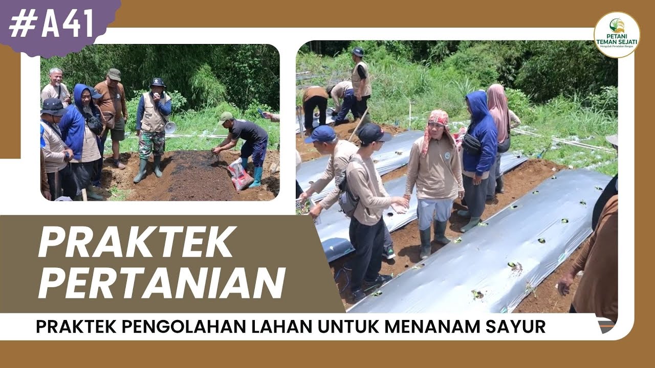 Praktek Pengolahan Lahan Untuk Menanam Sayur