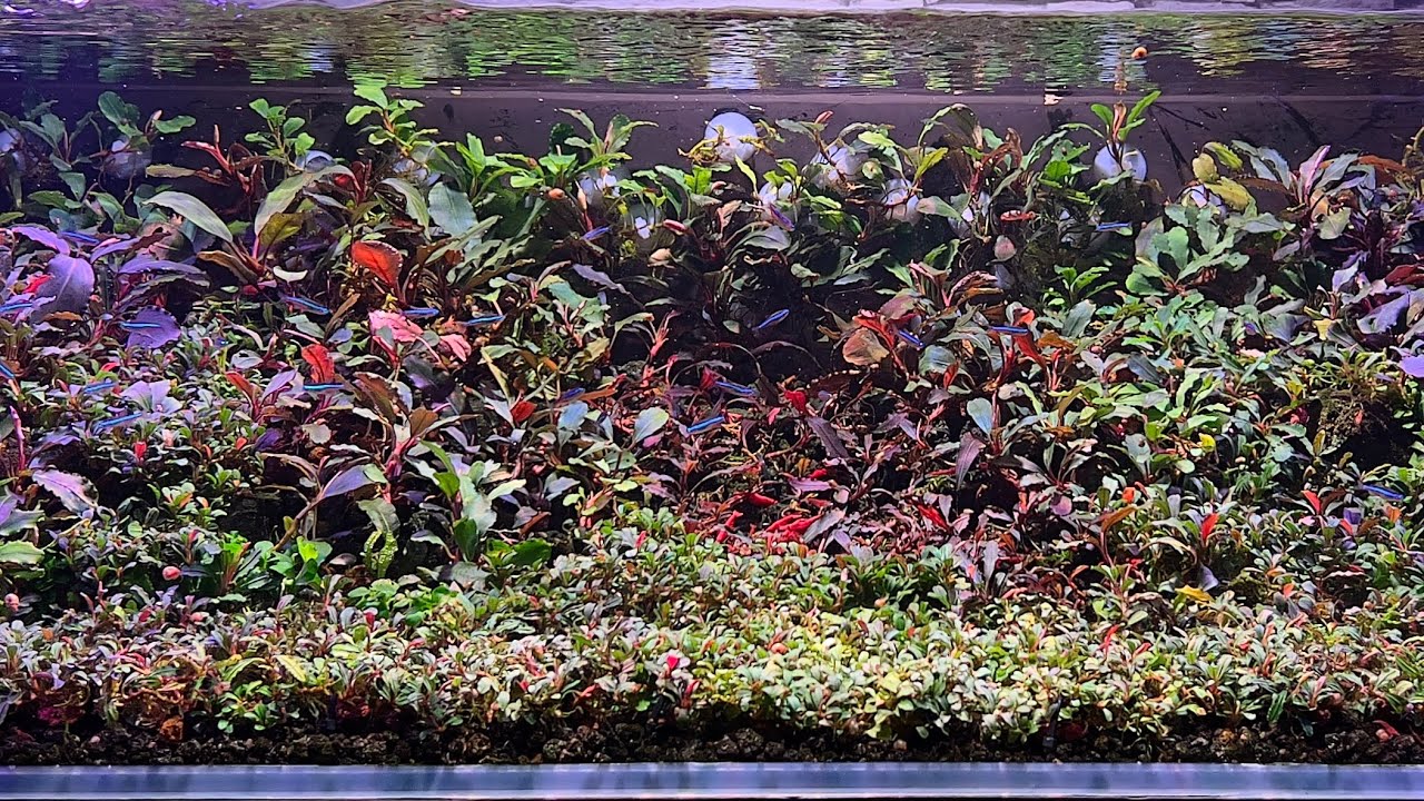 My Bucephalandra Tank - Photos / Akwarium Roślinne Bucephalandra