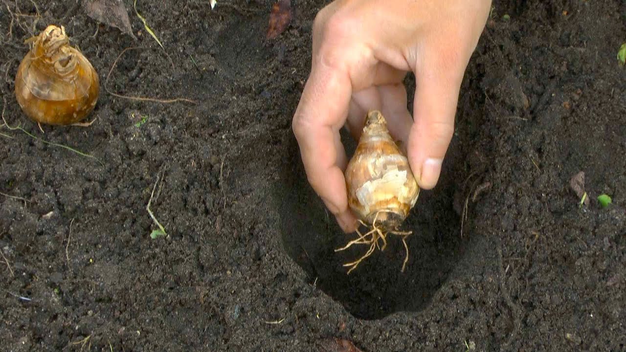 Fr&uuml;hlingsbl&uuml;her: Zwiebeln und Knollen setzen
