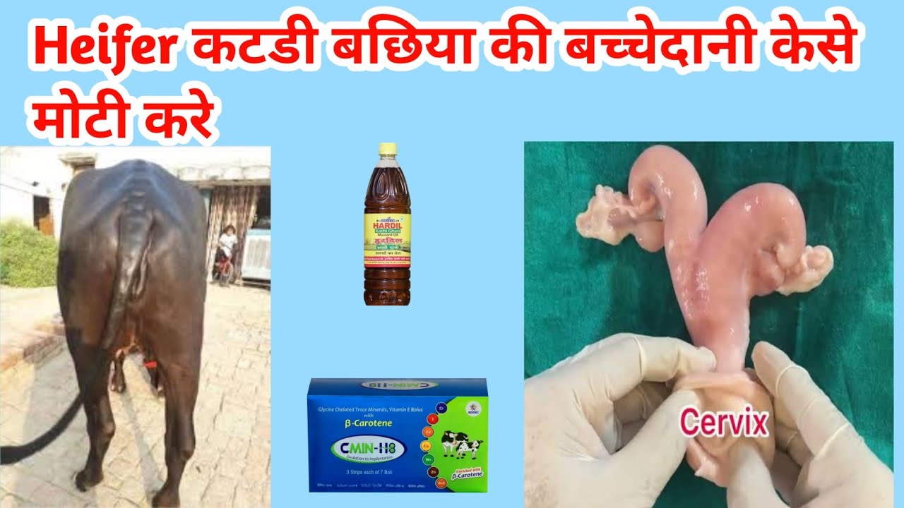 Heifer कटडी बछड़ीं की बच्चेदानी कैसे मोटी करे | how to grow reproductive organs in hefier