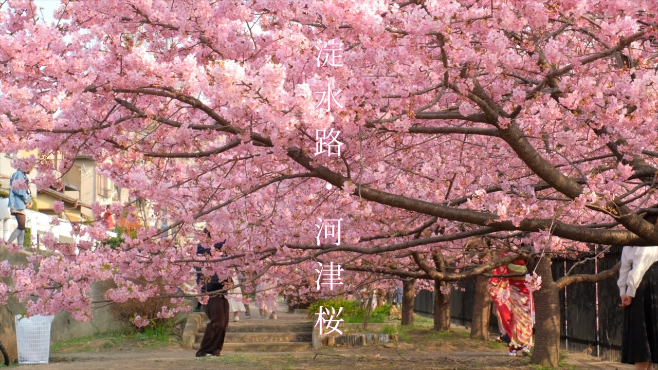 【京都淀水路の河津桜】京都河津桜見頃｜ Kyoto Kawazu cherry blossom season