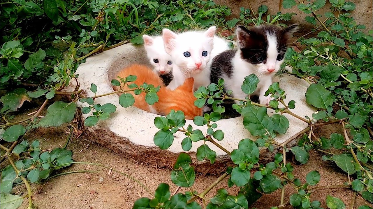 Rescue Four Tiny Kittens On The Germy Place!